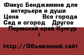 Фикус Бенджамина для интерьера и души › Цена ­ 2 900 - Все города Сад и огород » Другое   . Пермский край,Кунгур г.